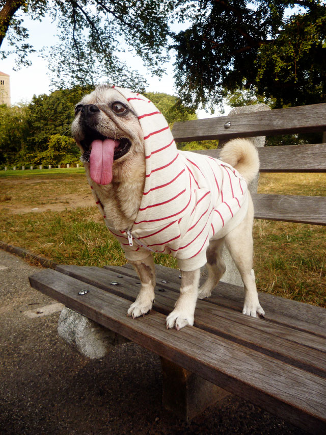 pug advert pug dentastix advert pug advert pug dentastix advert