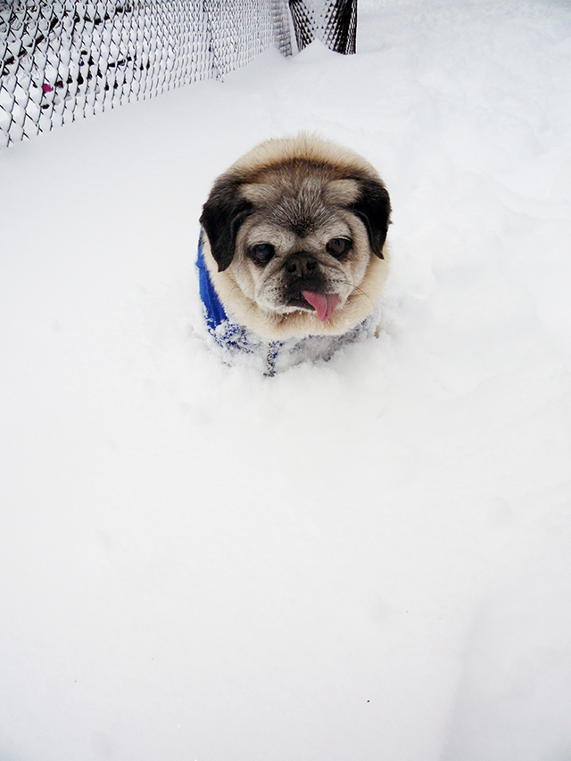 Blizzard30