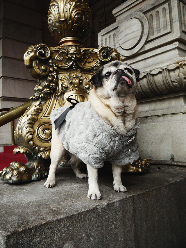 desperately seeking mamma biscuit | a fawn ambition | page 17